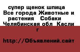 супер щенок шпица - Все города Животные и растения » Собаки   . Челябинская обл.,Касли г.